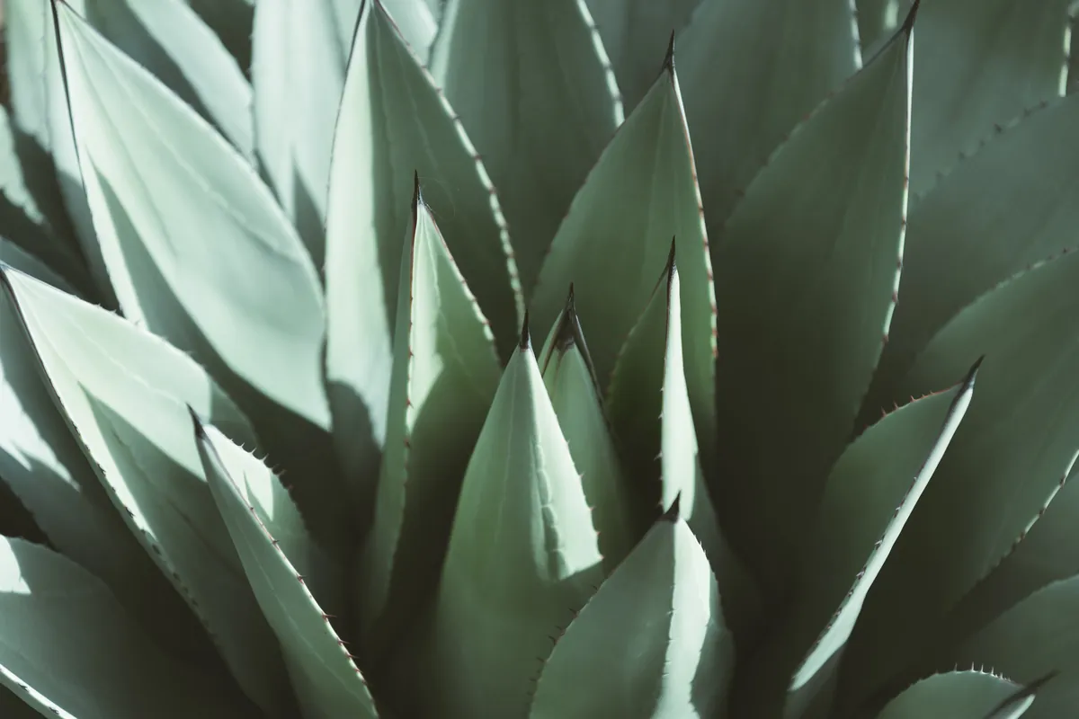 Close-up of pale green agave leaves